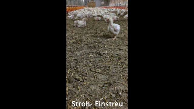 DEUTSCHE EINSTREU
